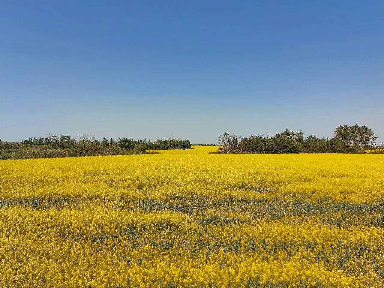 Canola field in bloom, 2021