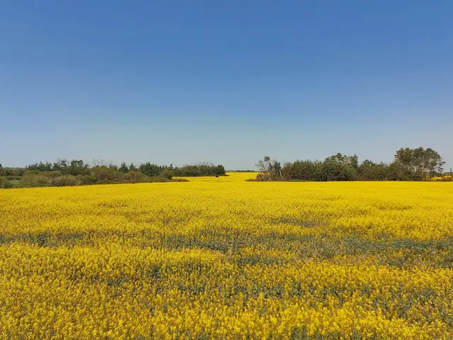 Canola field in bloom